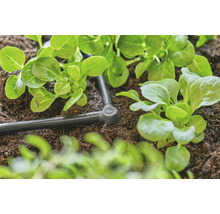 Sistem de irigare cu plante de salată în stratul de grădină