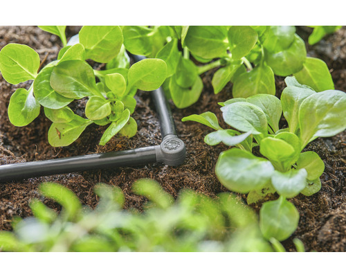 Sistem de irigare cu plante de salată în stratul de grădină