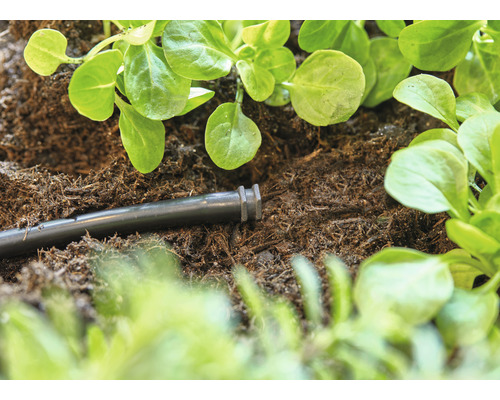 Furtun de irigare în pământ lângă răsaduri