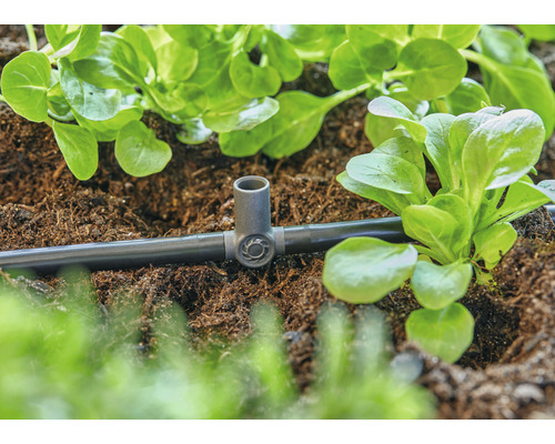 Sistem de irigare cu tub de picurare și plante