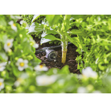 Irigare prin picurare în grădină pentru udarea plantelor.