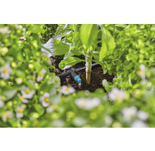Sistem de irigare prin picurare într-o grădină cu plante
