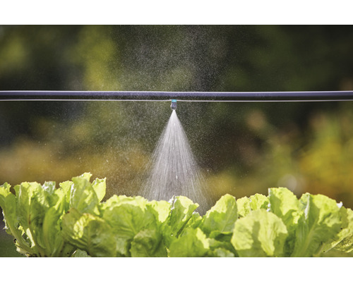 Sistem de irigare cu furtun de picurare și plante de salată