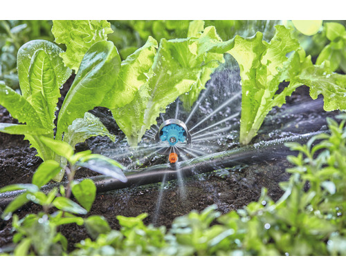 Irigarea plantelor de salată cu un aspersor în grădină