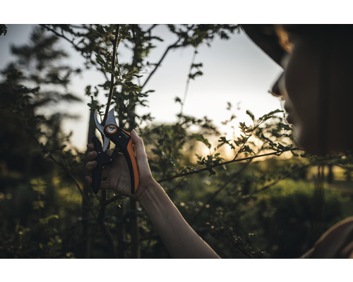 O persoană taie un copac cu o foarfecă de grădină.