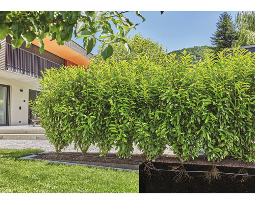 Gard viu în grădină cu vedere la rădăcini