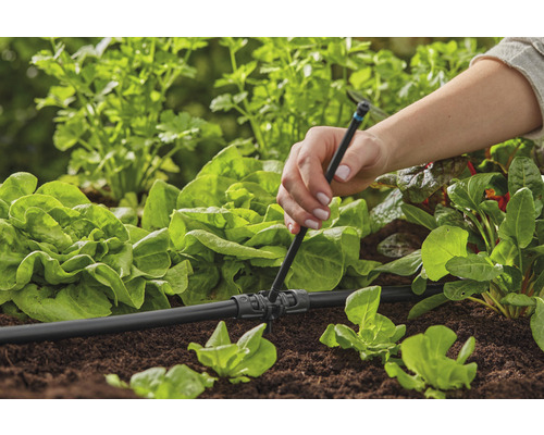 Instalarea unui sistem de irigare în grădină pentru a aproviziona cu apă plantele de salată