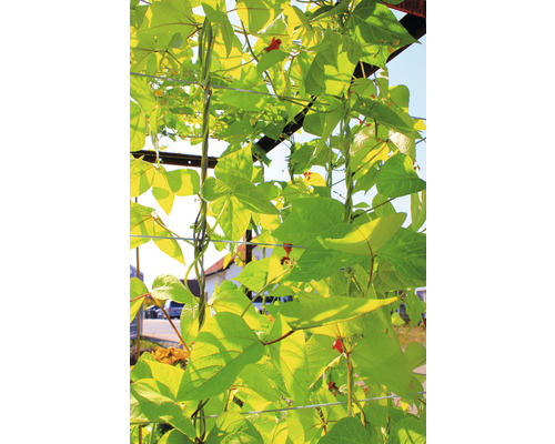 Plante cățărătoare cu flori roșii și frunze verzi pe un spalier