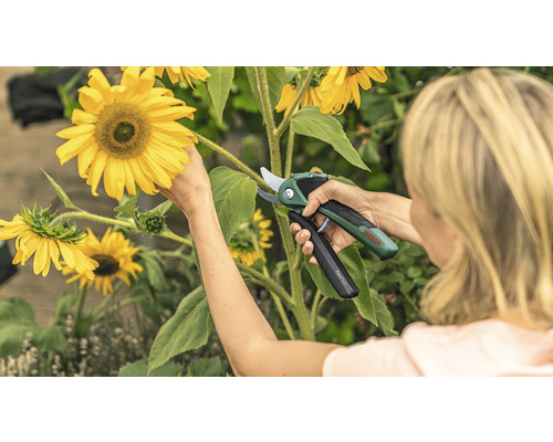 Femeie tăind floarea-soarelui cu un foarfece de grădină cu acumulator Bosch