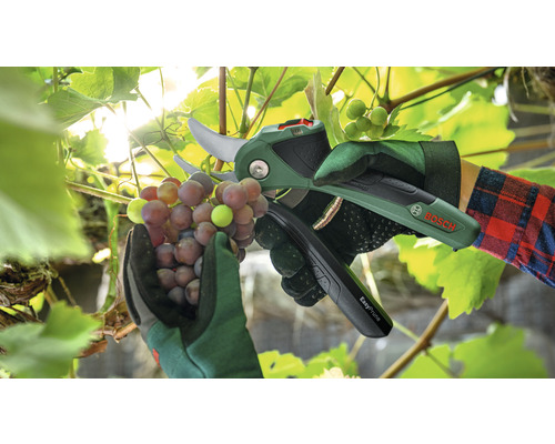 Persoană taie struguri cu un foarfece de grădină cu acumulator Bosch.
