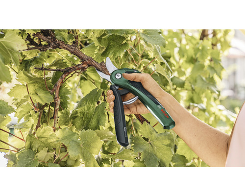O persoană taie un butuc de viță de vie cu foarfece de grădină cu acumulator.