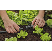 Irigarea grădinii cu furtun de picurare și piesă de reglare în grădina de legume