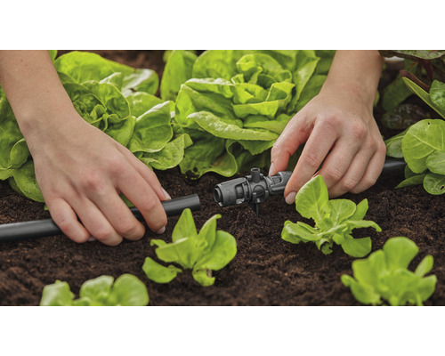 Irigarea grădinii cu furtun de picurare și piesă de reglare în grădina de legume