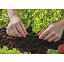 Instalarea unui sistem de irigare într-o grădină de legume cu salată verde