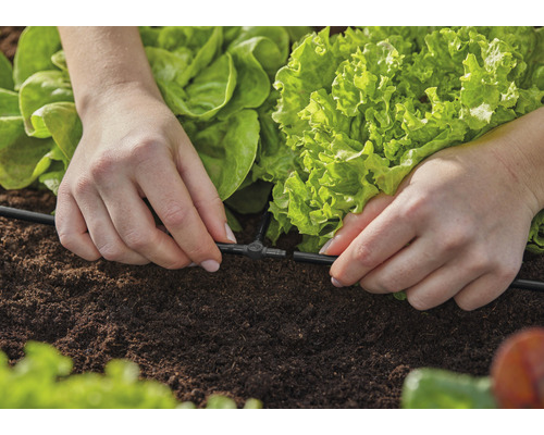 Instalarea unui sistem de irigare într-o grădină de legume cu salată verde