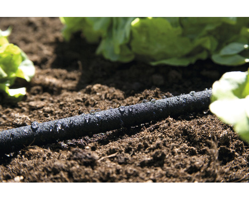 Furtun de irigare în grădină cu plante