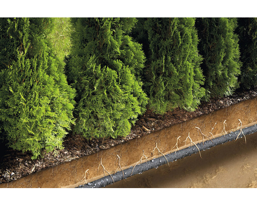 Vedere spre gard viu de tuia suprateran și conducte de irigare subterane