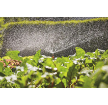 Irigarea unui strat de legume cu un aspersor de gazon