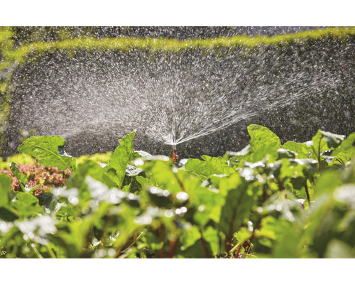 Irigarea unui strat de legume cu un aspersor de gazon
