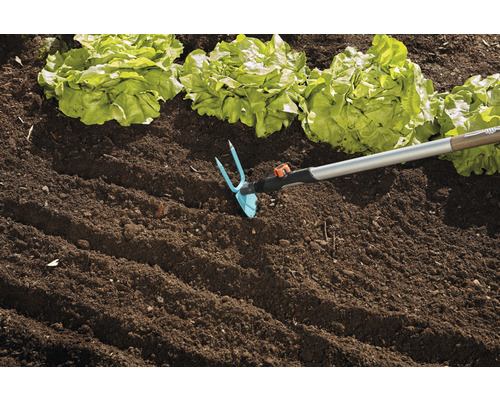 Săpăligă de grădină folosită lângă plantele de salată într-un strat de grădină.