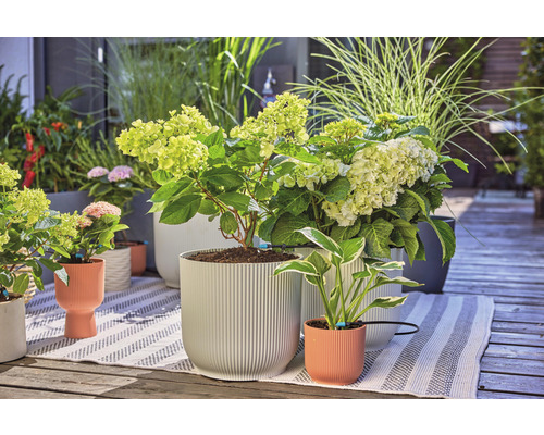 Scenă cu hortensii și ierburi ornamentale în jardiniere pe o terasă.