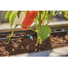 Sistem de irigare cu plantă de ardei în jardinieră