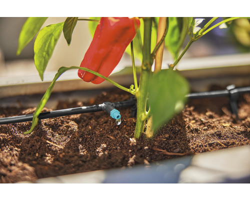 Sistem de irigare cu plantă de ardei în jardinieră