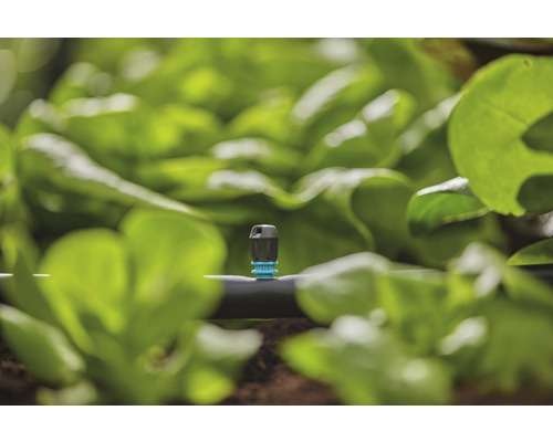 Sistem de irigare prin picurare în grădină cu plante de salată