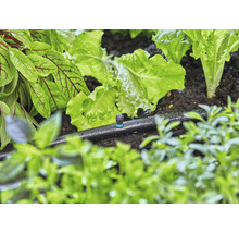 Sistem de irigare prin picurare utilizat într-o grădină de legume cu plante de salată