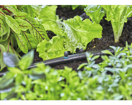 Sistem de irigare prin picurare utilizat într-o grădină de legume cu plante de salată