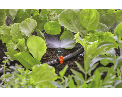 Sistem de irigare în grădina de legume cu plante de salată