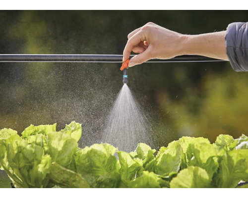 Irigarea grădinii cu furtun de picurare și duză de pulverizare deasupra căpățânilor de salată