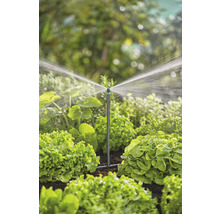 Sistem de irigare a grădinii cu aspersor în funcțiune printre plantele de salată.