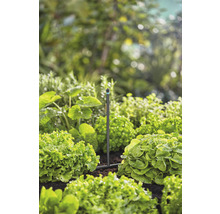 Sistem de irigare a grădinii între plantele de salată din grădină.