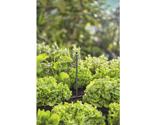 Sistem de irigare a grădinii între plantele de salată din grădină.