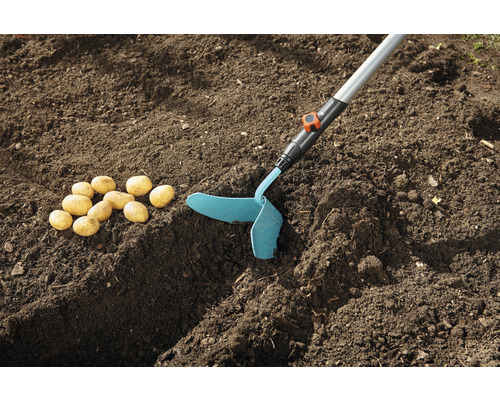 Cartofi lângă o unealtă de grădinărit pe pământ