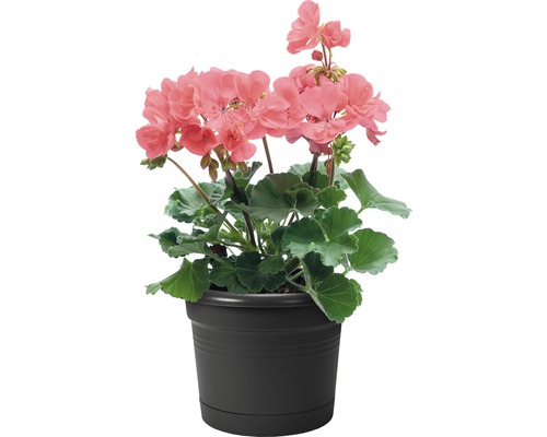 Mușcată într-un ghiveci