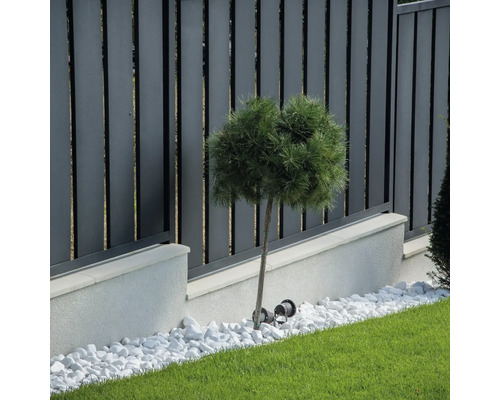 Vedere grădină cu gard metalic și arbore decorativ