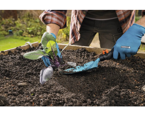 Persoană care plantează gulii cu o lopată de grădină într-o grădină supraînălțată.