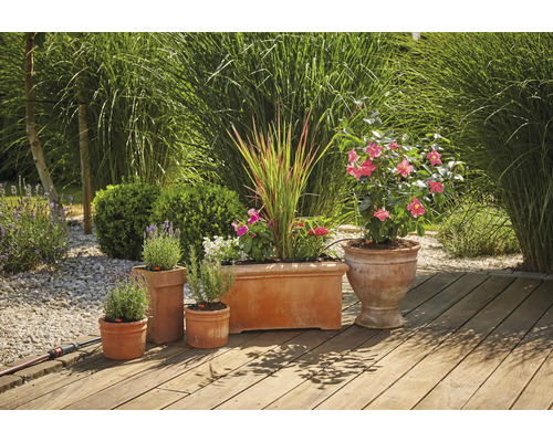 Ghivece de teracotă cu plante pe o terasă de lemn