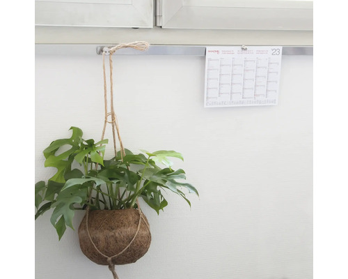 Plantă de interior într-un ghiveci de nucă de cocos, atârnată de o bară