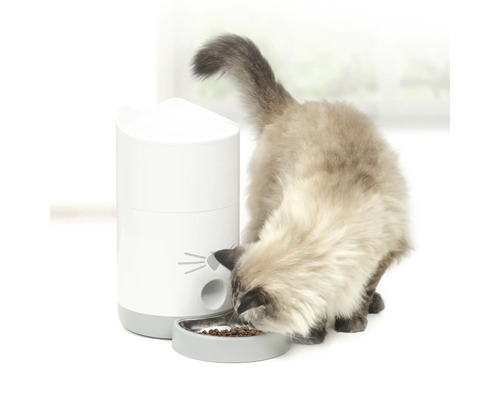 Pisică mănâncă hrană uscată dintr-un distribuitor automat de hrană