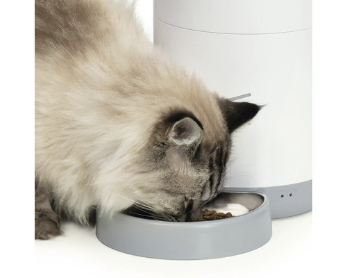 Pisică mănâncă dintr-un alimentator automat