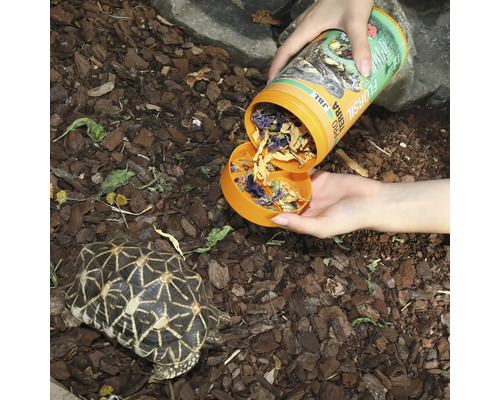 Hrănirea unei țestoase stea cu hrană JBL Florasil Pro Terra