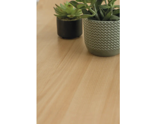 Plante suculente decorative în ghivece pe un blat de masă