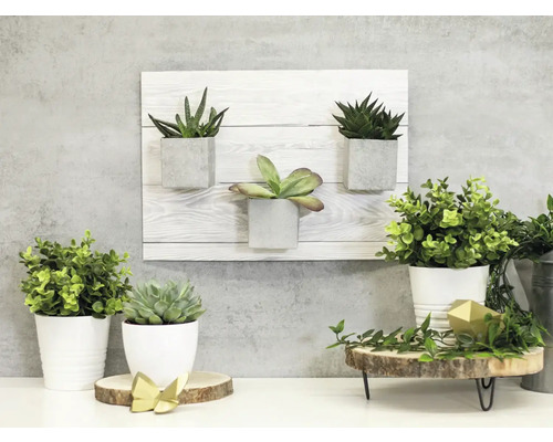 Plante decorative de interior în ghivece și suport de perete pe o masă.