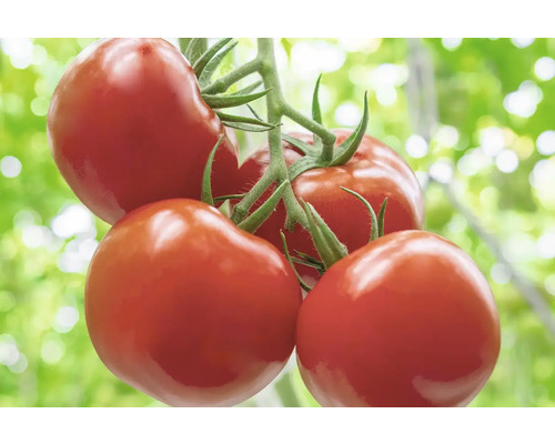 Ciorchine de roșii cu roșii coapte