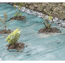 Grădină cu folie anti-buruieni și plante nou plantate