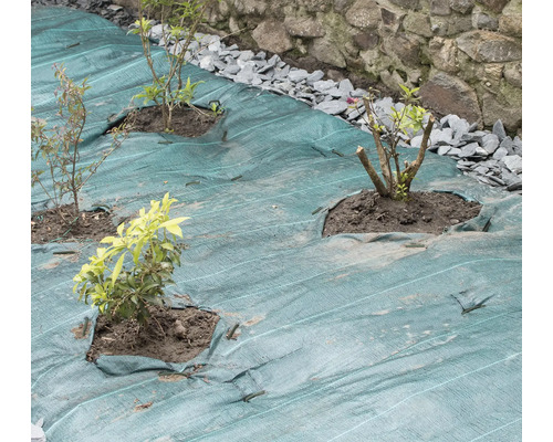 Grădină cu folie anti-buruieni și plante nou plantate
