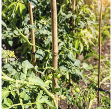 Plante de tomate susținute de bețe de bambus